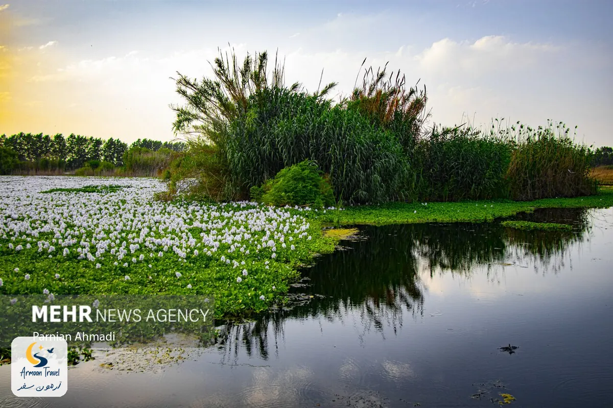 تالاب سرسبز مازندران